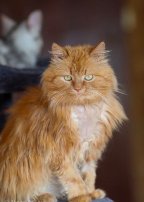 2 года, котик Липтон, рыжий кот