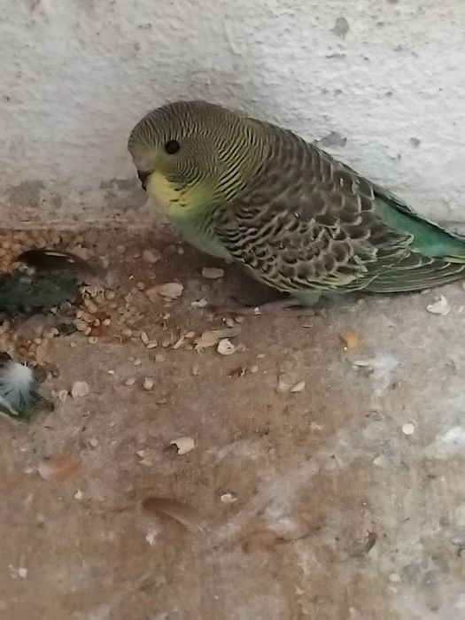 Piriquitos  novos
