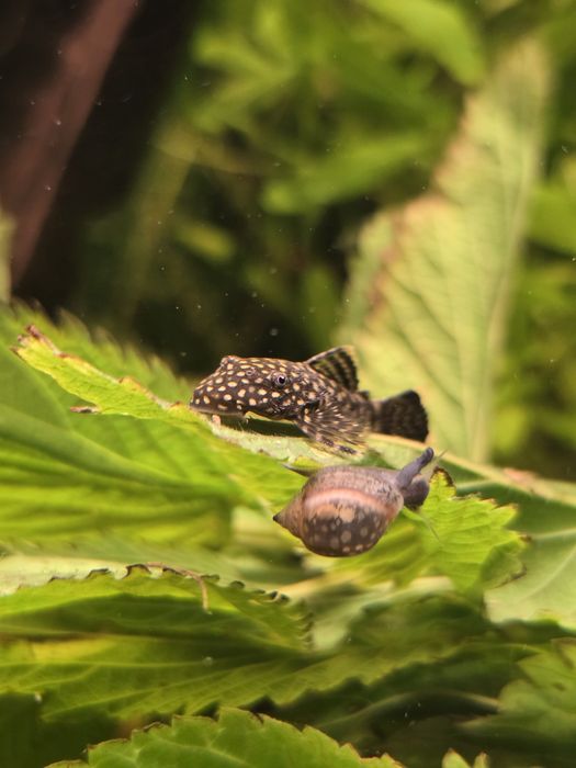 Zbrojnik pospolity - Ancistrus Sp. - glonojad