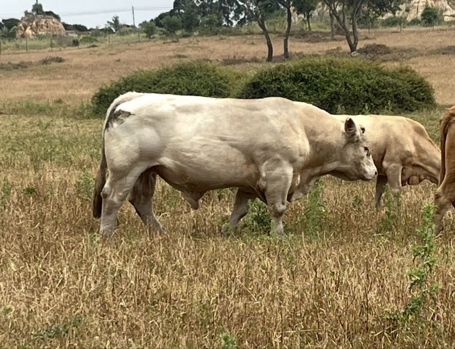 Touro Charolês puro disponivel