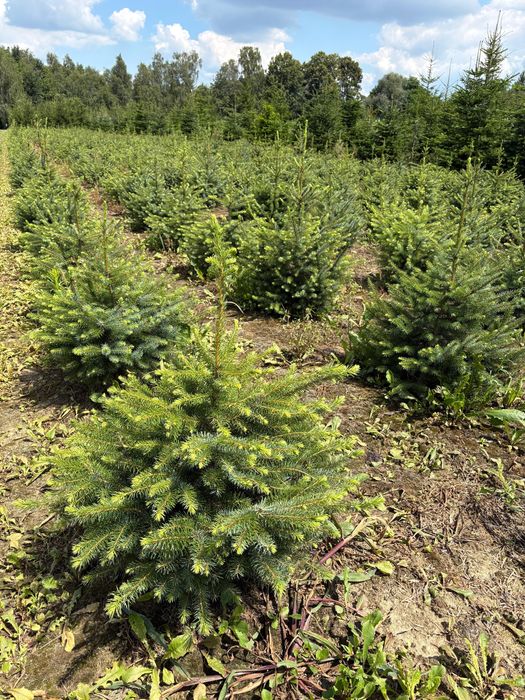 Świerk serbski, własna plantacja kopane z gruntu choinki żywopłot
