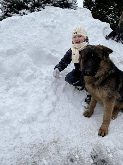 Цуценятка бронювання вівчарка