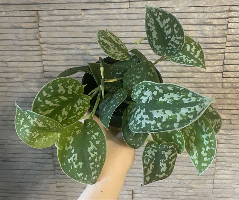 Сциндапсус Trebie/Pictus