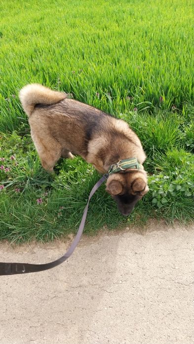 Akita amerykańska pies