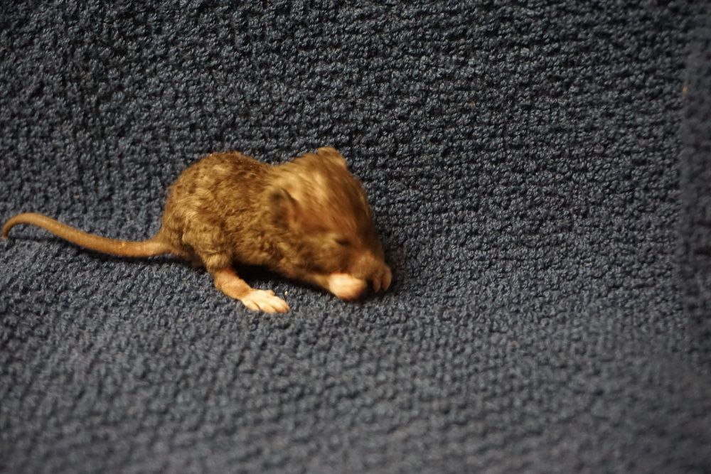 Szczur, szczury, szczurki devil, dumbo, syjamskie, rex