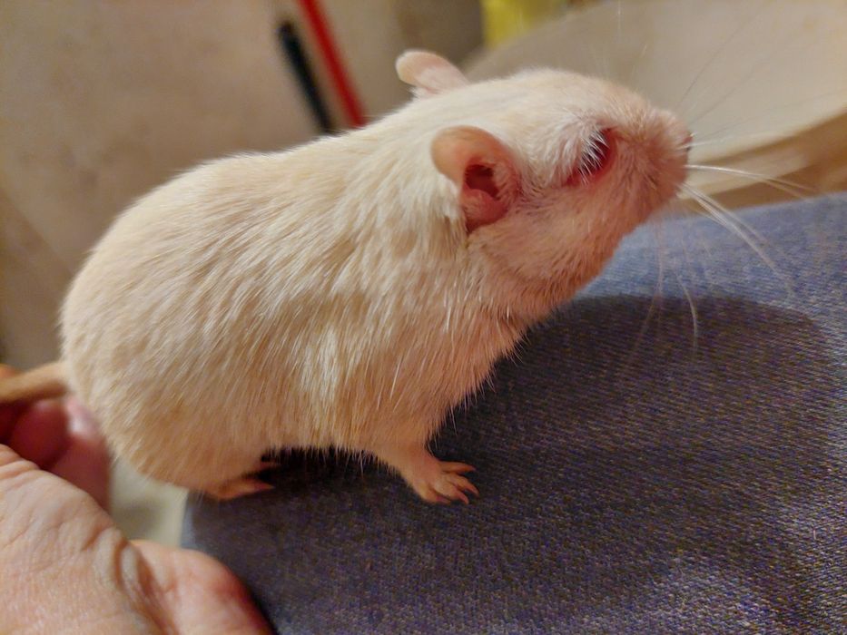 Чарівні мишки Піщанки,