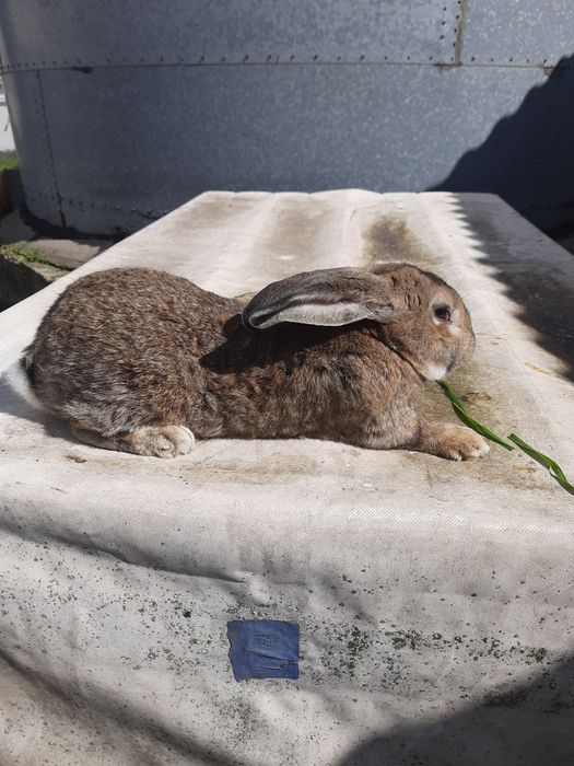 Króliki duże samce samice