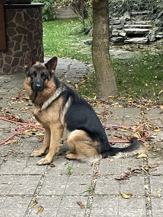 Пропонується для вʼязки кобель німецькоі вівчарки