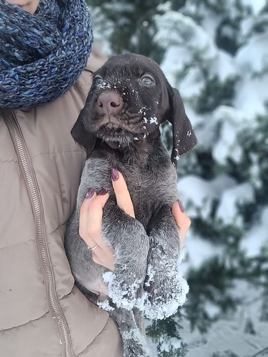 Wyżeł niemiecki  szorstkowłosy FCI/ZKwP