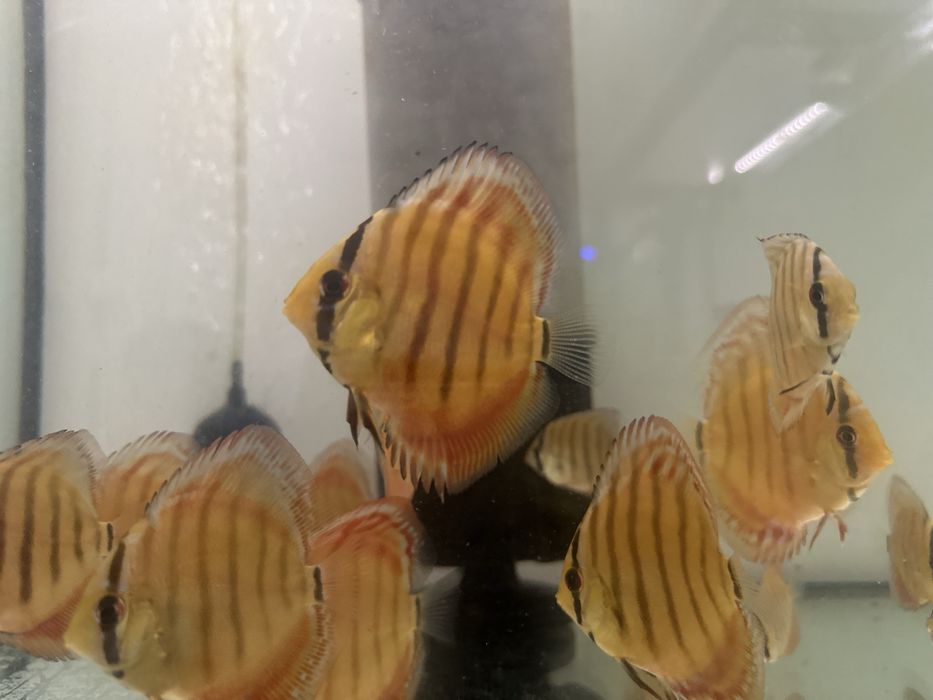 Discus Cuipeua Ica