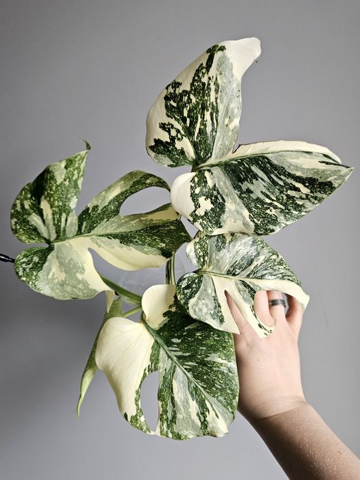 Monstera White Snow piękne wybarwienie ukorzeniona pędówka hydroponika
