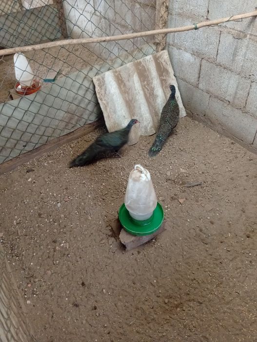 Faisões do Vidal 2026