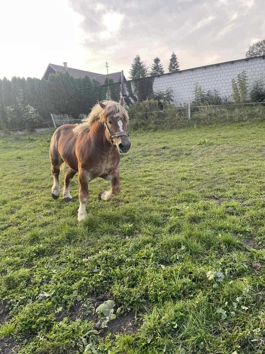 Ogier sokolski programowy