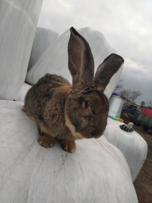 Sprzedam samca olbrzym belgijski.