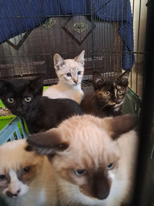 Gatinhos bebés para adoção