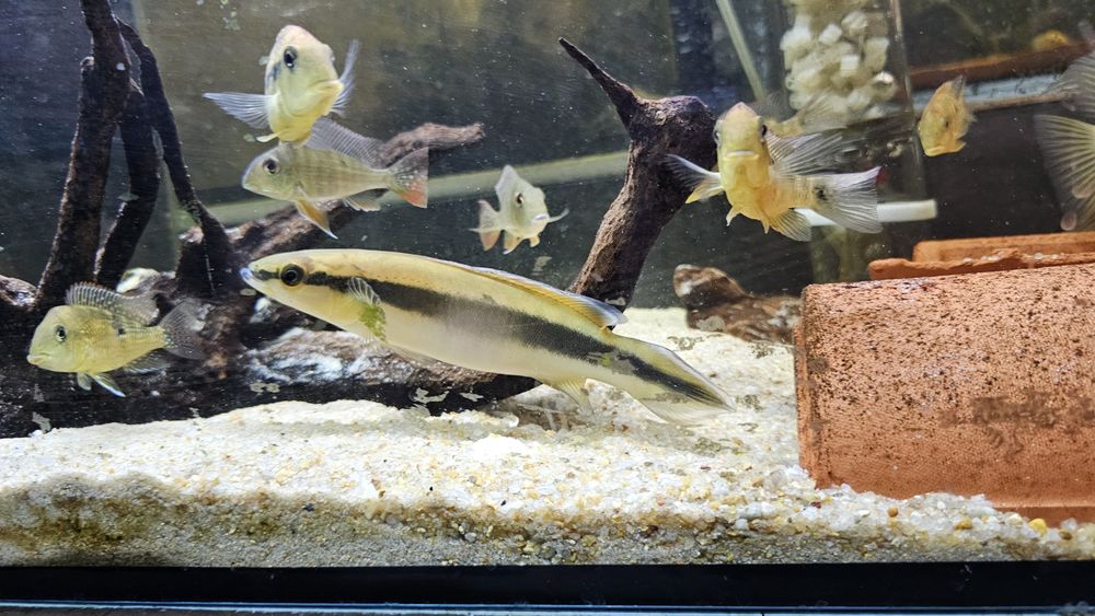 Crenicichla johanna(jacunda) 25cm