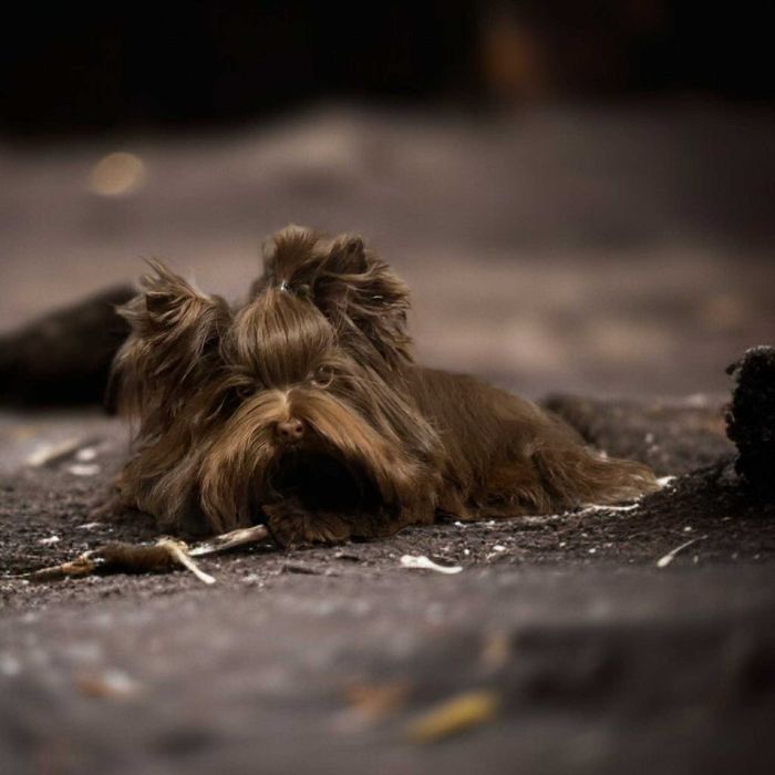 York Czekoladowy malutki - tylko do Kochania