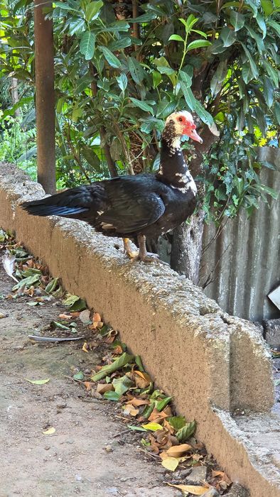 Patos Mudos para venda