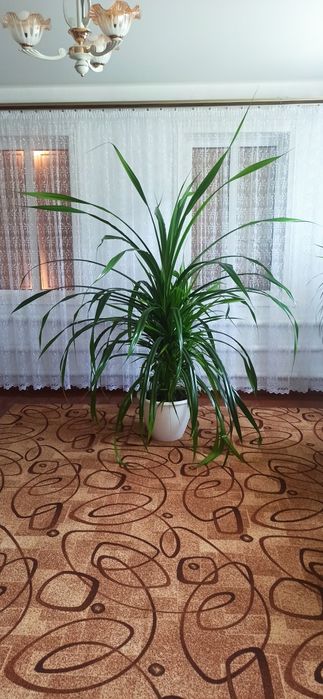 Вазон великий.                   .