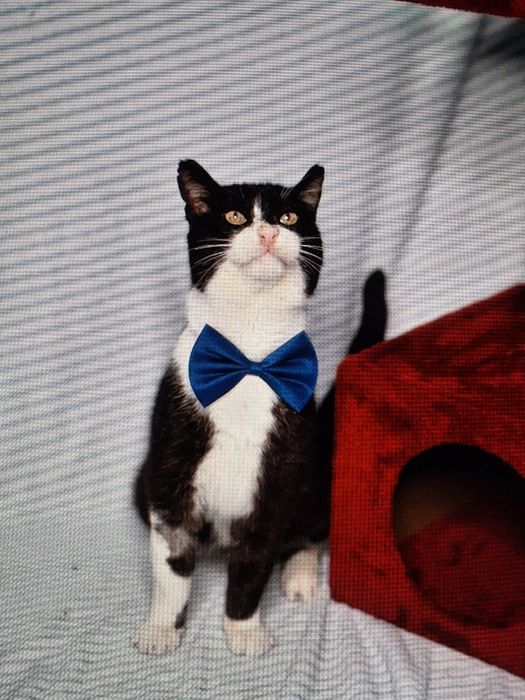 Félix - o gato mais docinho procura uma família