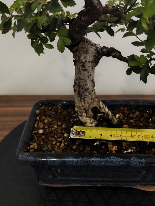 Pré-bonsai ulmeiro chines
