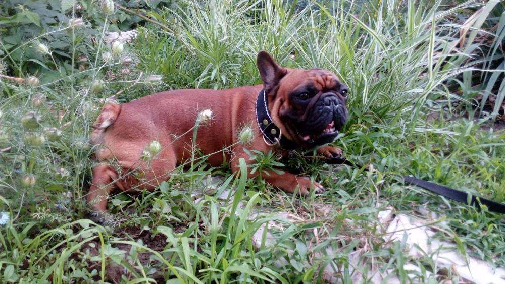 Кобель для вязки франзуский бульдог ,КСУ, Красно махогонный ,титулован