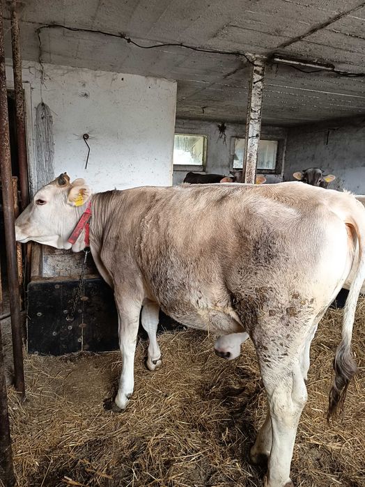 Sprzedam dwie jałówki