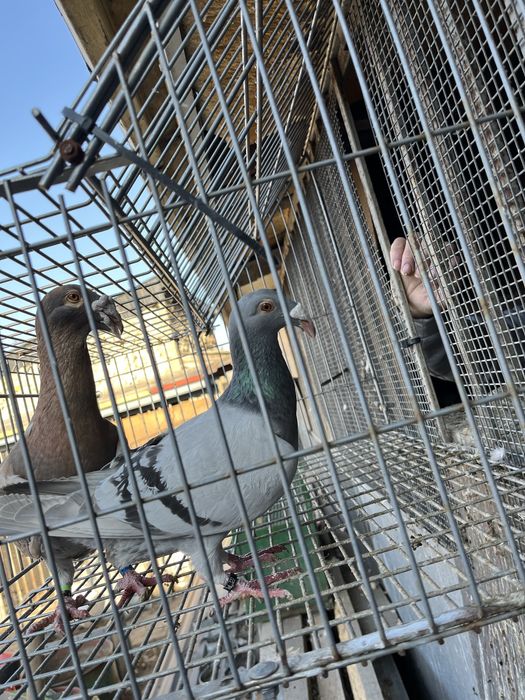 Gołębie rzeszowskie