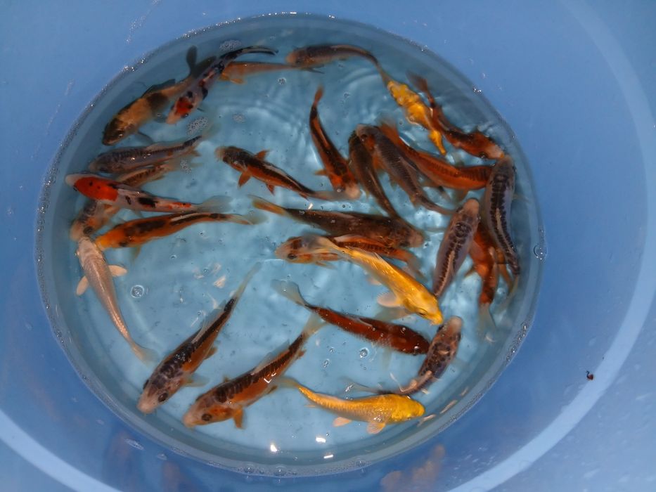Carpas  koi 15cm