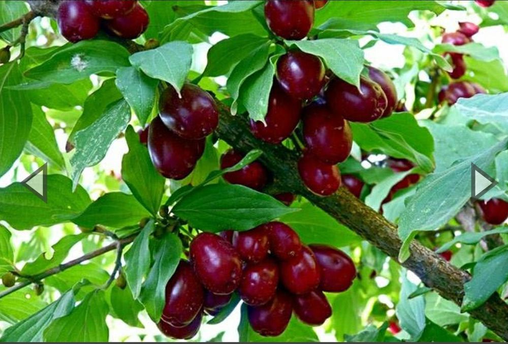 Продам саджанці кизилу.