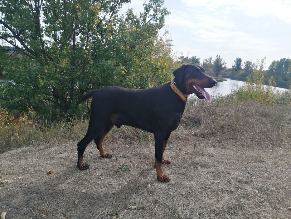 Доберман кобель, документы КСУ, для вязки
