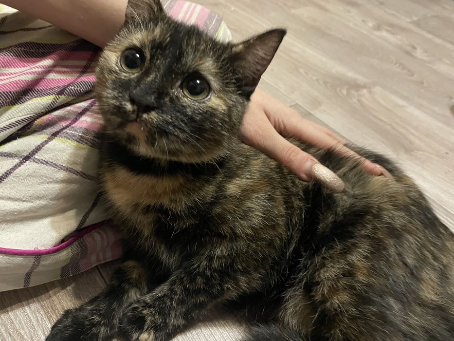 Отдам котенка бесплатно