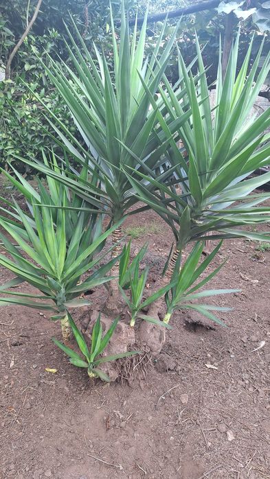Fiteira para jardim