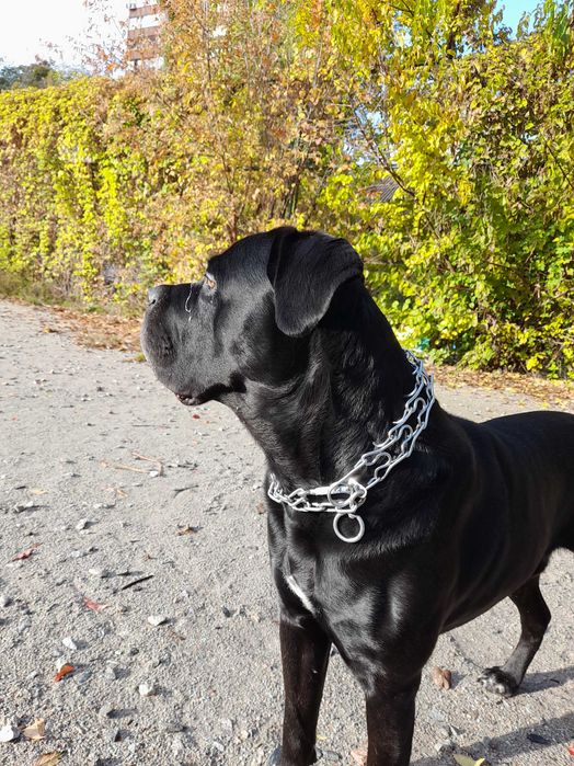 Мальчик Кане корсо готов к вязке