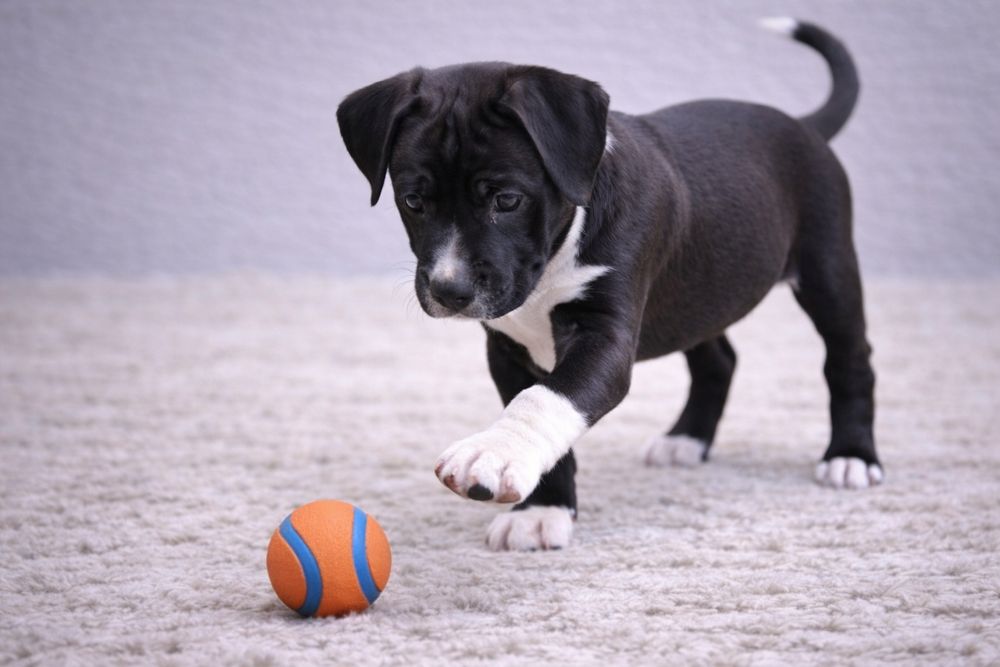 Cudowny chłopiec amstaff!