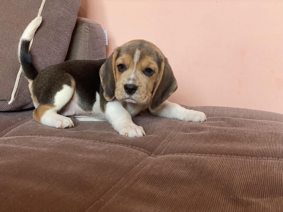 Чудесні малюки біглі