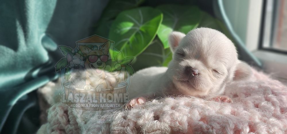 Chihuahua Mini dziewczynka suczka MIMI