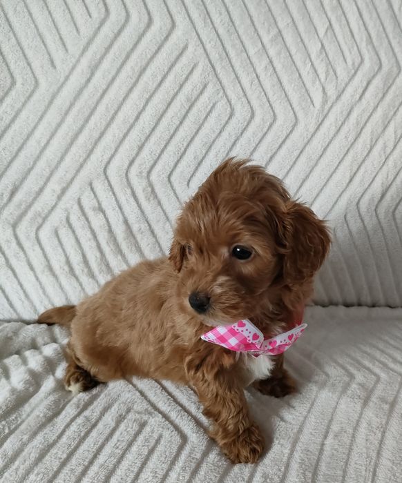 Prześliczna perełka Maltipoo.