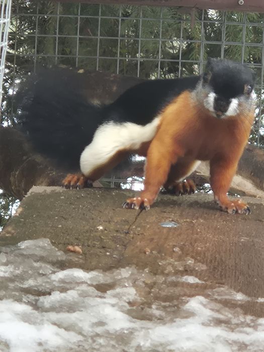 Sprzedam wiewiórka trojbarwna