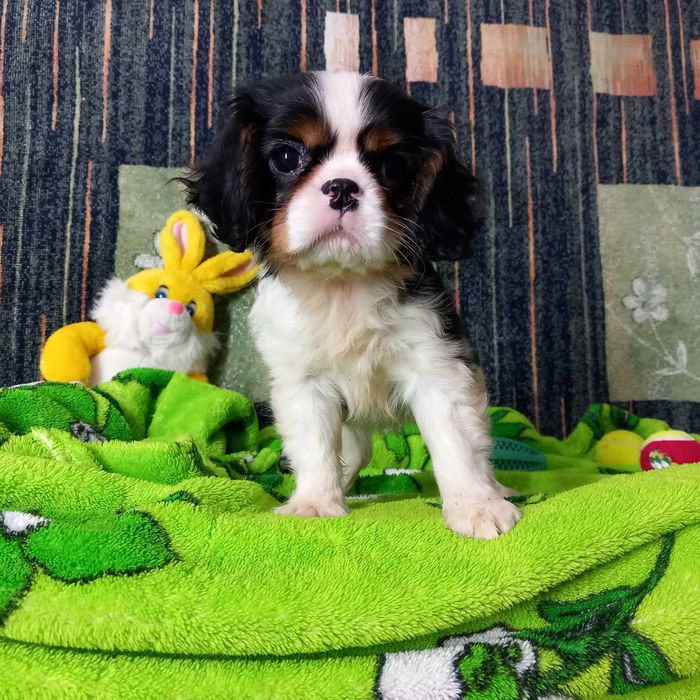 Кавалер кінг чарльз спаніель