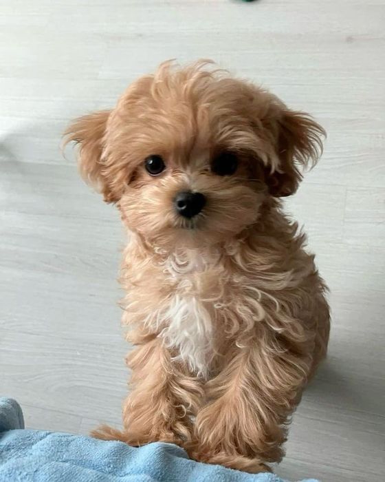 Мальтипу мини