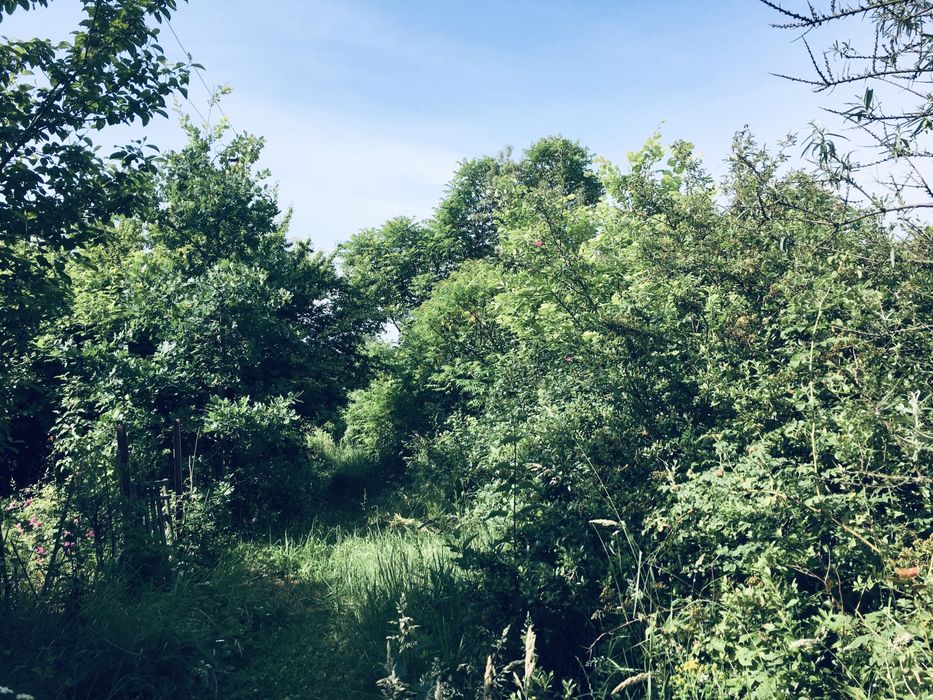 Земельна ділянка в Лісі 18сот. с.Вишнів, 10км.- Луцьк