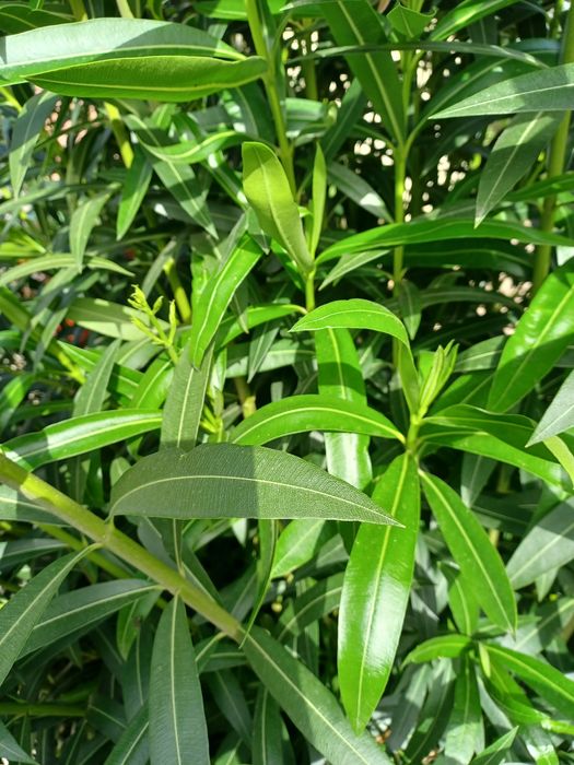 Dou 2 arvores de jardim a quem vier buscar e arrancar