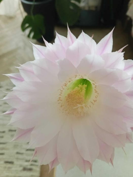 Кактус "Ехінопсис". Кімнатні рослини.