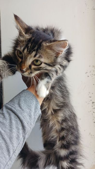 котята ищут дом. котенок в поисках семьи