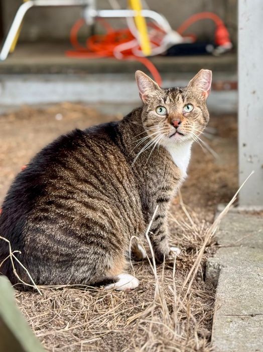 Conchilla piękność w kocim futerku szuka domu