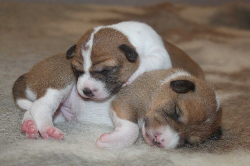 Цуценята басенджі для тебе.