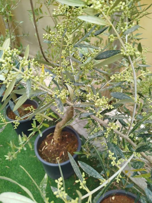 Oliveiras de ornamentação