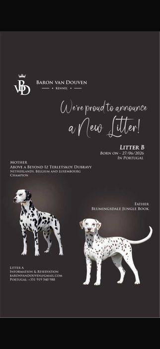 Dalmatas com LOP - Kennel Baron Van Doven