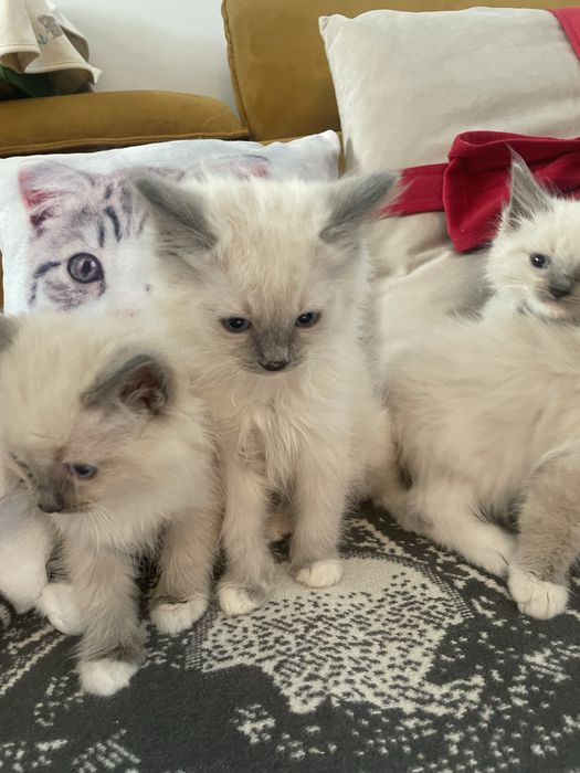 Kot kotka kocurek koteczka Ragdoll Ragdolle